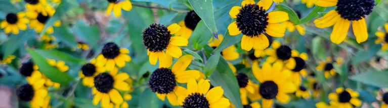 image of several yellow flowers with brown centeres