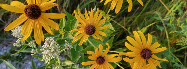 View of yellow flowers with brown centers 9.21.2025 by Melonie Courtright