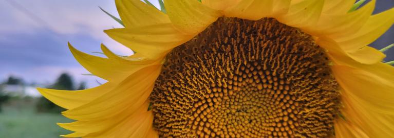 May 7, 2025 Sunflower close up by Melonie Courtright