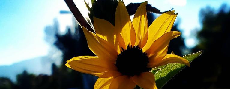 Image of a yellow flower with a brown center and the sun and some foliage behind it.