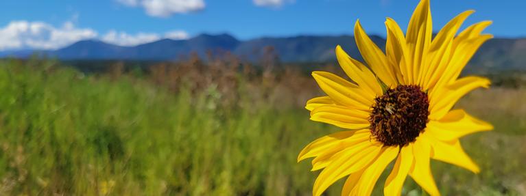 Yellow flower with brown center, the front range in th background blue sky